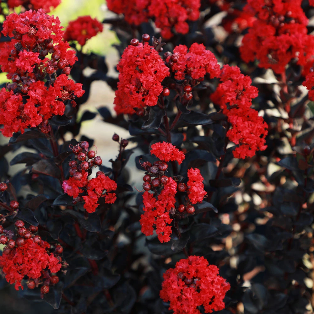 Brighter Blooms Flowering Trees Black Diamond® Radiant Red Crape Myrtle 3 Brighter Blooms Flowering Trees Black Diamond® Radiant Red Crape Myrtle
