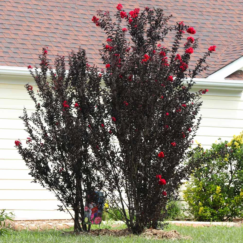 Brighter Blooms Flowering Trees Black Diamond® Radiant Red Crape Myrtle 5 Brighter Blooms Flowering Trees Black Diamond® Radiant Red Crape Myrtle