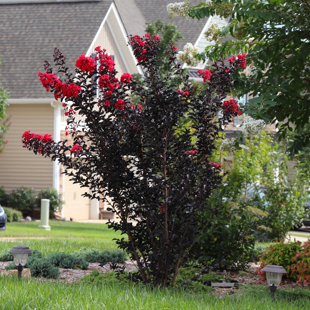 Brighter Blooms Flowering Trees Black Diamond® Radiant Red Crape Myrtle 2 Brighter Blooms Flowering Trees Black Diamond® Radiant Red Crape Myrtle
