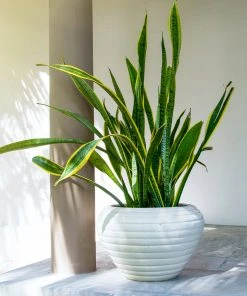 Brighter Blooms SHOP ALL Snake Plant 21 Brighter Blooms SHOP ALL Snake Plant