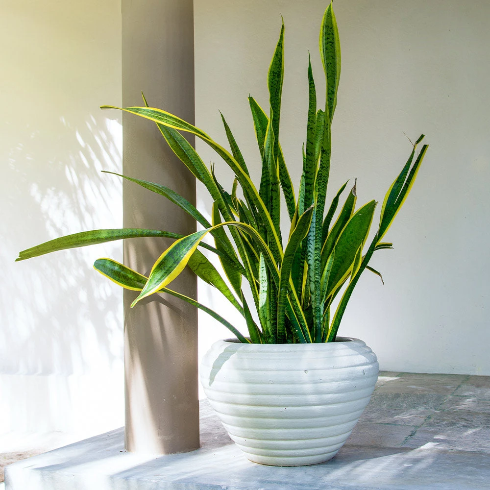 Brighter Blooms SHOP ALL Snake Plant 5 Brighter Blooms SHOP ALL Snake Plant