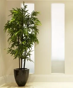 Brighter Blooms Arborvitae Trees Black Bamboo Plant 9 Brighter Blooms Arborvitae Trees Black Bamboo Plant