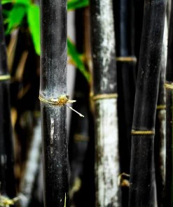 Brighter Blooms Arborvitae Trees Black Bamboo Plant 8 Brighter Blooms Arborvitae Trees Black Bamboo Plant