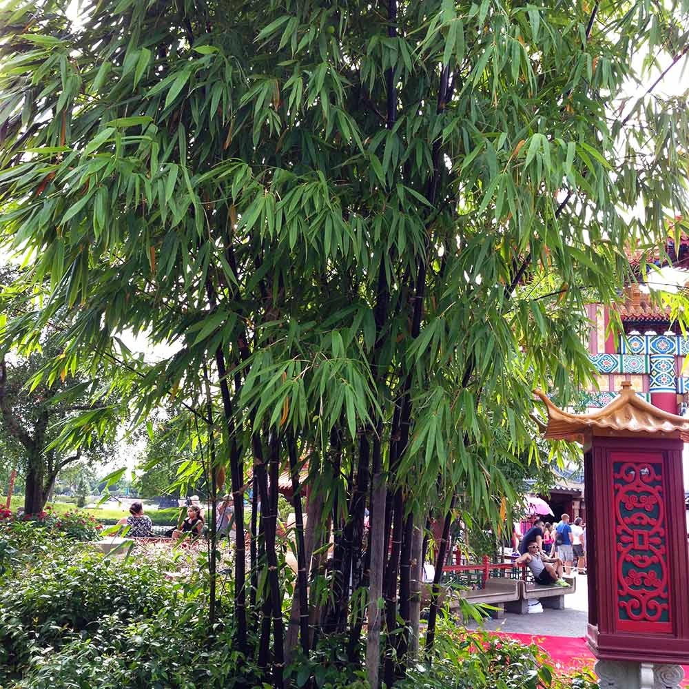 Brighter Blooms Arborvitae Trees Black Bamboo Plant 3 Brighter Blooms Arborvitae Trees Black Bamboo Plant