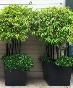 Brighter Blooms Arborvitae Trees Black Bamboo Plant
