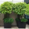 Brighter Blooms Arborvitae Trees Black Bamboo Plant