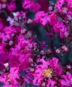 Brighter Blooms Black Diamond® Mystic Magenta™ Crape Myrtle Tree Flowering Trees