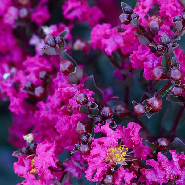Brighter Blooms Black Diamond® Mystic Magenta™ Crape Myrtle Tree Flowering Trees 1 Brighter Blooms Black Diamond® Mystic Magenta™ Crape Myrtle Tree Flowering Trees