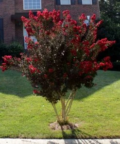 Brighter Blooms Black Diamond® Best Red™ Crape Myrtle Tree 8 Brighter Blooms Black Diamond® Best Red™ Crape Myrtle Tree