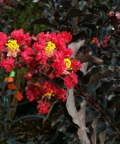 Brighter Blooms Black Diamond® Best Red™ Crape Myrtle Tree 9 Brighter Blooms Black Diamond® Best Red™ Crape Myrtle Tree