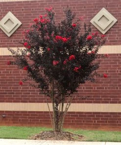 Brighter Blooms Black Diamond® Best Red™ Crape Myrtle Tree