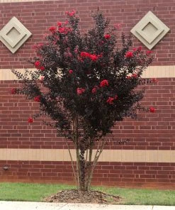 Brighter Blooms Black Diamond® Best Red⢠Crape Myrtle Tree