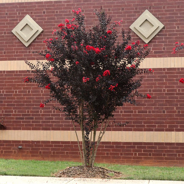 Brighter Blooms Black Diamond® Best Red™ Crape Myrtle Tree 1 Brighter Blooms Black Diamond® Best Red™ Crape Myrtle Tree