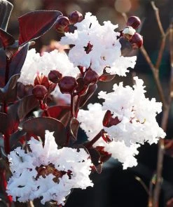 Brighter Blooms Black Diamond® Pure White Crape Myrtle Tree