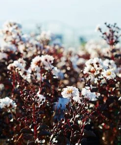 Brighter Blooms Black Diamond® Pure White Crape Myrtle Tree 7 Brighter Blooms Black Diamond® Pure White Crape Myrtle Tree