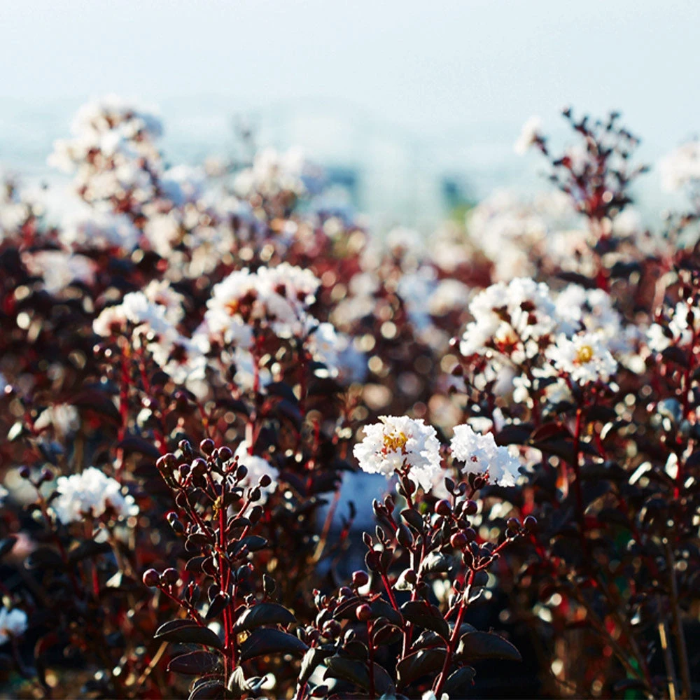 Brighter Blooms Black Diamond® Pure White Crape Myrtle Tree 3 Brighter Blooms Black Diamond® Pure White Crape Myrtle Tree