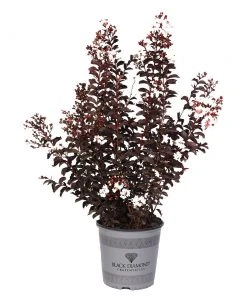 Brighter Blooms Black Diamond® Pure White Crape Myrtle Tree 8 Brighter Blooms Black Diamond® Pure White Crape Myrtle Tree