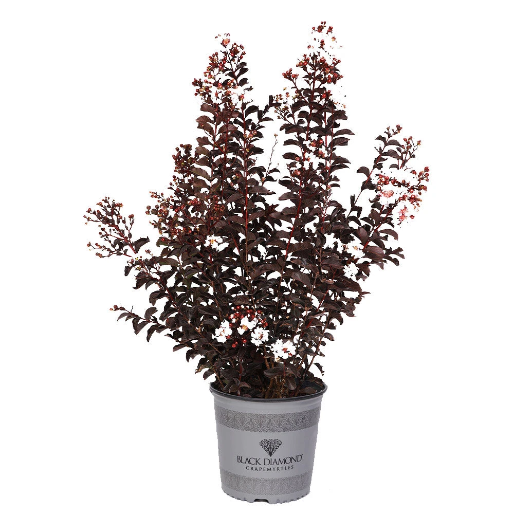 Brighter Blooms Black Diamond® Pure White Crape Myrtle Tree 4 Brighter Blooms Black Diamond® Pure White Crape Myrtle Tree