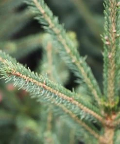 Brighter Blooms Evergreen & Privacy Black Hills Spruce Tree 7 Brighter Blooms Evergreen & Privacy Black Hills Spruce Tree