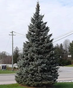 Brighter Blooms Evergreen & Privacy Black Hills Spruce Tree 9 Brighter Blooms Evergreen & Privacy Black Hills Spruce Tree