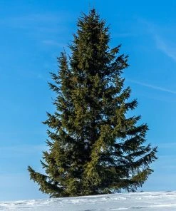 Brighter Blooms Evergreen & Privacy Black Hills Spruce Tree