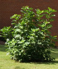 Brighter Blooms Black Mission Fig Tree 6 Brighter Blooms Black Mission Fig Tree