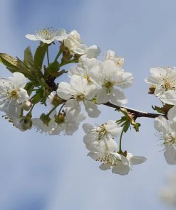 Brighter Blooms Dwarf Black Tartarian Cherry Tree Fruit Trees 7 Brighter Blooms Dwarf Black Tartarian Cherry Tree Fruit Trees