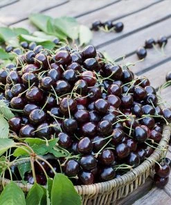 Brighter Blooms Dwarf Black Tartarian Cherry Tree Fruit Trees