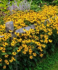 Brighter Blooms Perennials Goldsturm Black-Eyed Susan 7 Brighter Blooms Perennials Goldsturm Black-Eyed Susan