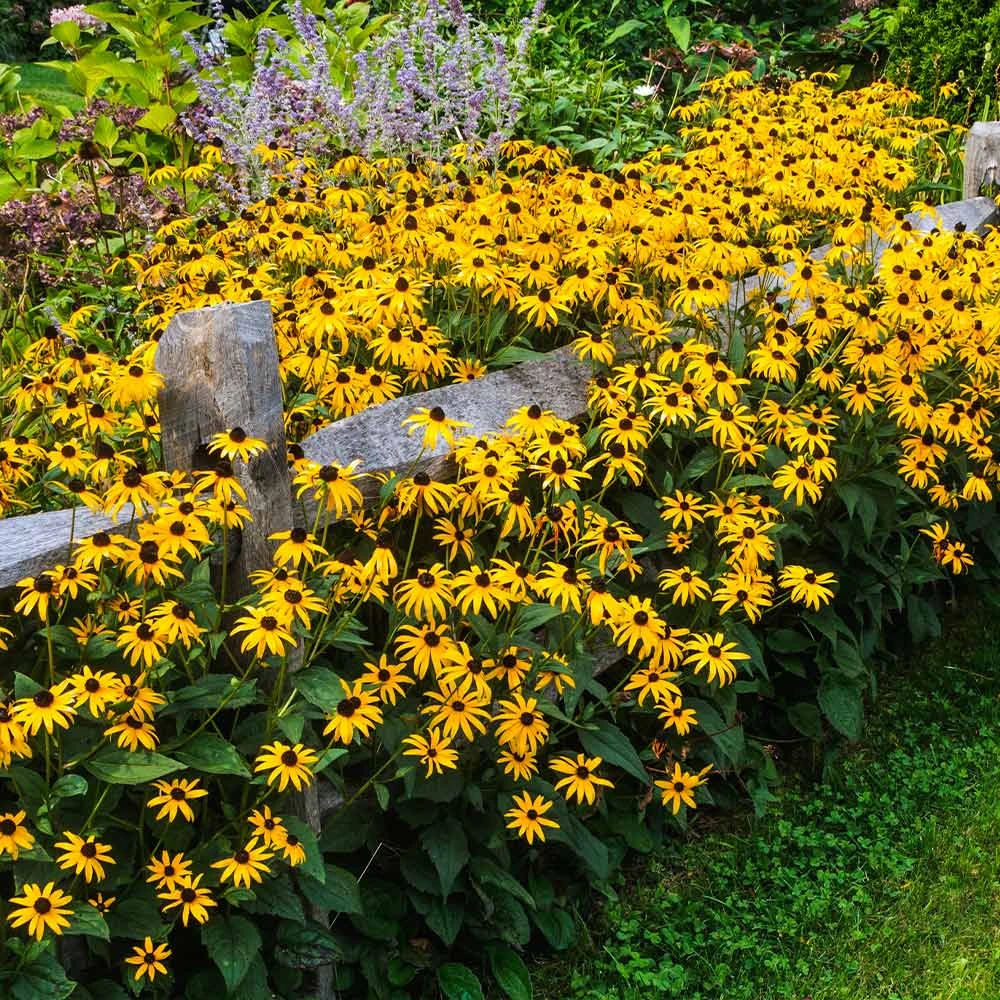 Brighter Blooms Perennials Goldsturm Black-Eyed Susan 4 Brighter Blooms Perennials Goldsturm Black-Eyed Susan