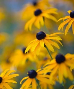 Brighter Blooms Perennials Goldsturm Black-Eyed Susan