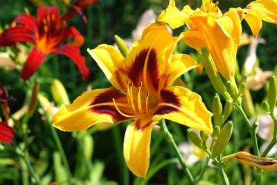 Brighter Blooms Blackeyed Stella Daylily 2 Brighter Blooms Blackeyed Stella Daylily