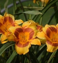 Brighter Blooms Blackeyed Stella Daylily 5 Brighter Blooms Blackeyed Stella Daylily