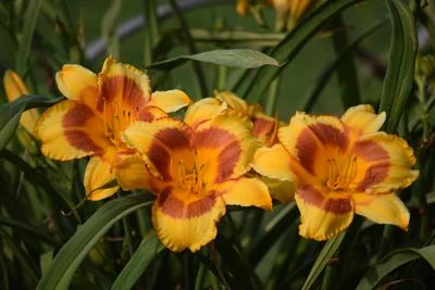 Brighter Blooms Blackeyed Stella Daylily 3 Brighter Blooms Blackeyed Stella Daylily