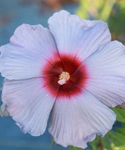 Brighter Blooms Shrubs & Hedges Summer SpiceĀ® Hardy Hibiscus Bleu Bruleeā¢