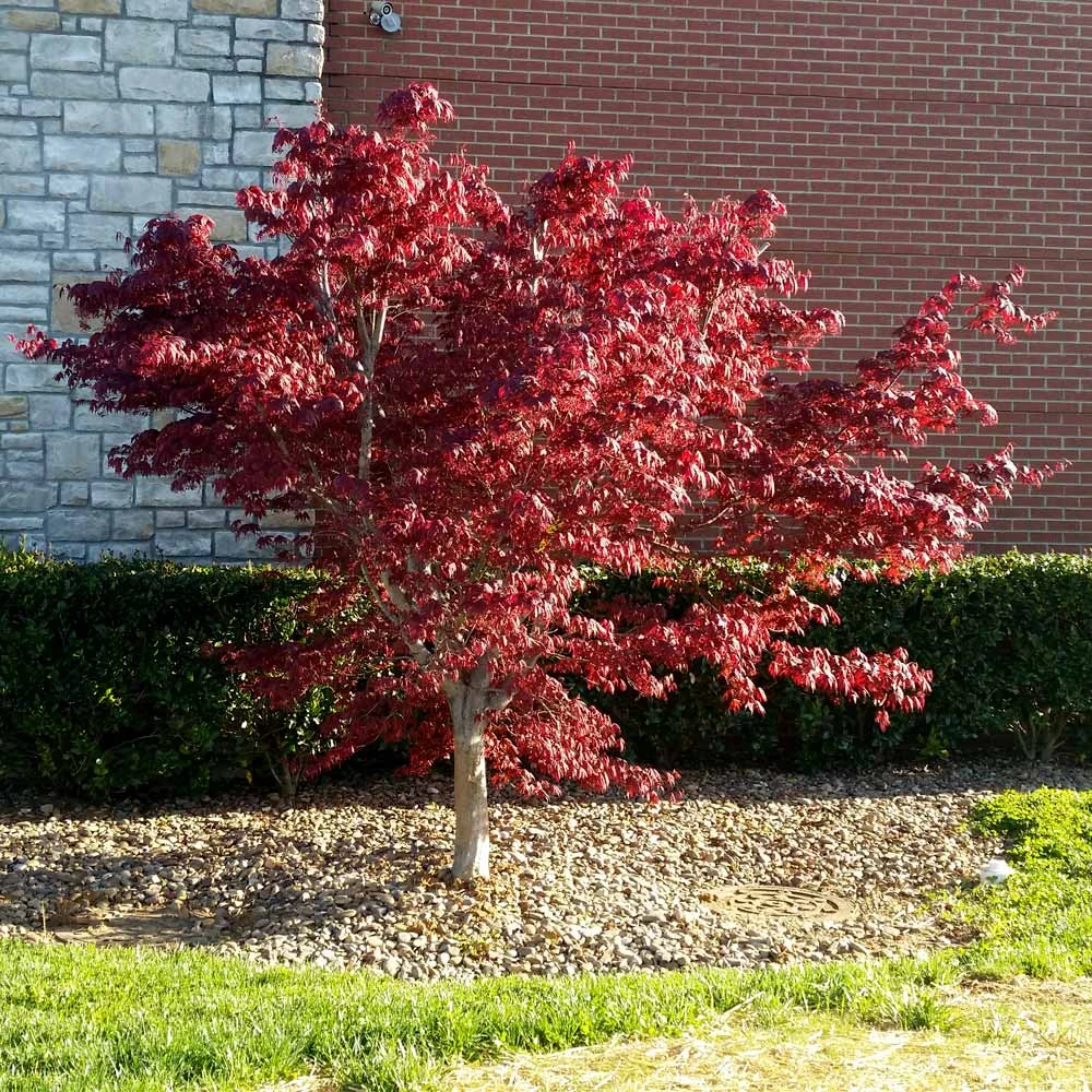Brighter Blooms Bloodgood Japanese Maple Tree 4 Brighter Blooms Bloodgood Japanese Maple Tree