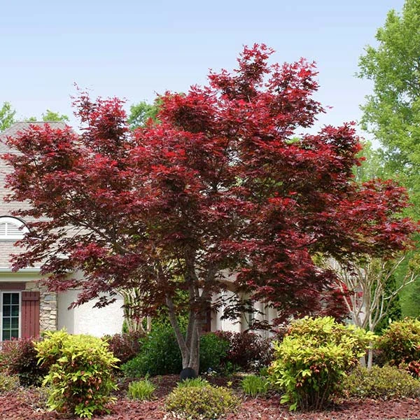 Brighter Blooms Bloodgood Japanese Maple Tree 1 Brighter Blooms Bloodgood Japanese Maple Tree