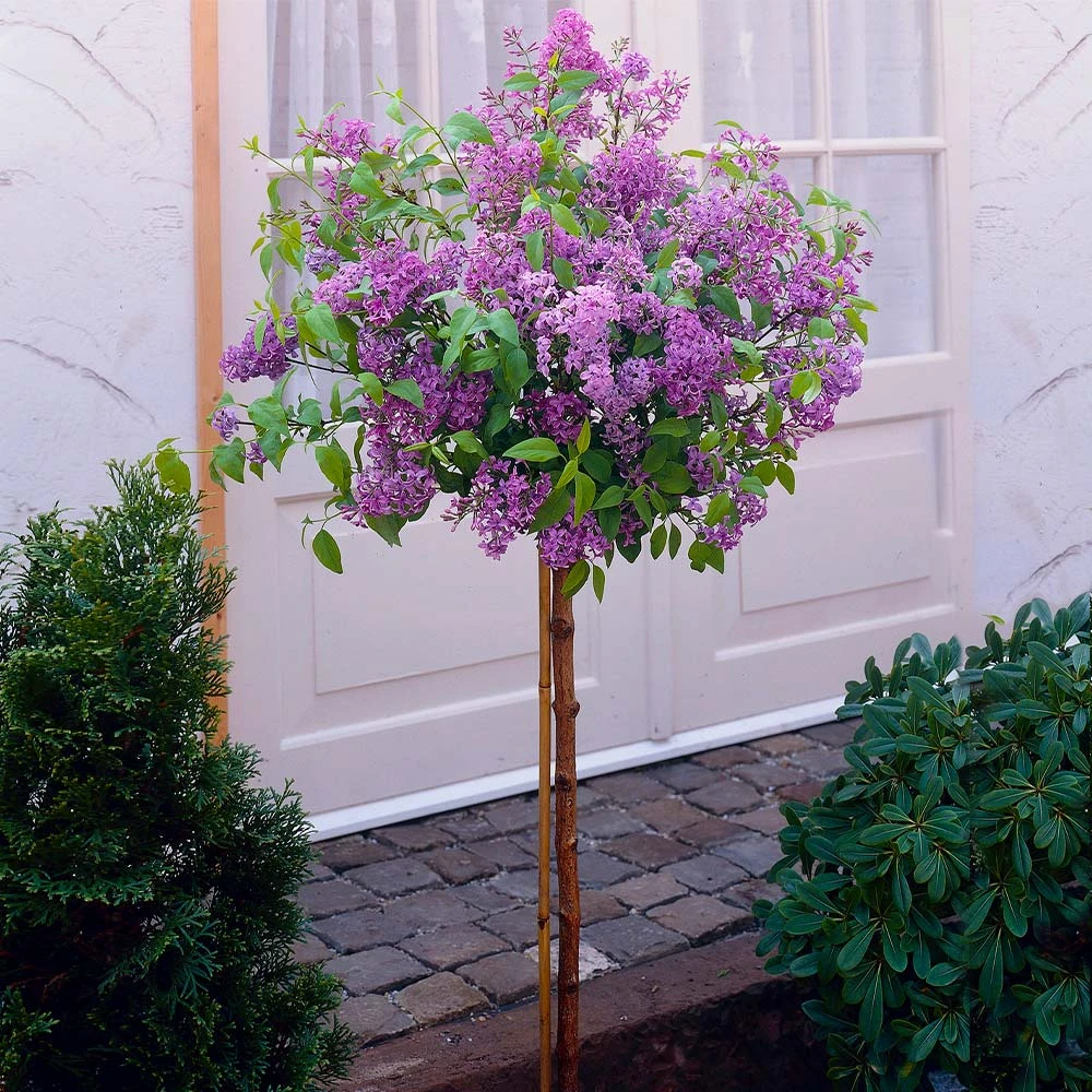Brighter Blooms Bloomerang Purple Lilac Tree Lilac Shrubs 2 Brighter Blooms Bloomerang Purple Lilac Tree Lilac Shrubs