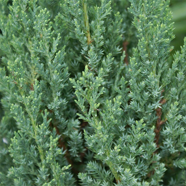 Brighter Blooms Juniper Trees Blue Point Juniper Tree 1 Brighter Blooms Juniper Trees Blue Point Juniper Tree
