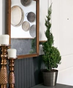 Brighter Blooms Blue Point Spiral Juniper Gift Plant