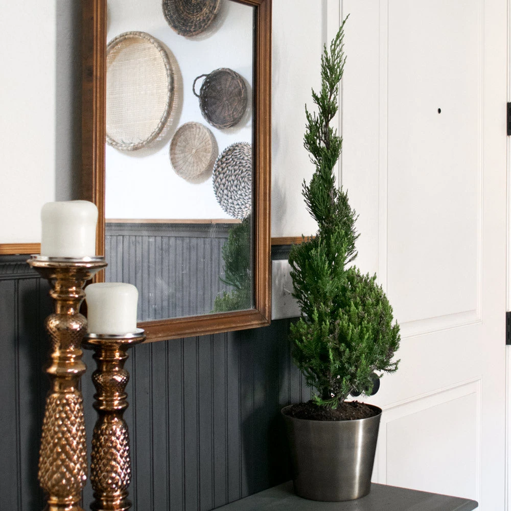 Brighter Blooms Blue Point Spiral Juniper Gift Plant 2 Brighter Blooms Blue Point Spiral Juniper Gift Plant