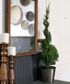 Brighter Blooms Blue Point Spiral Juniper Gift Plant