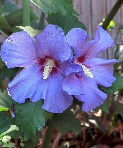 Brighter Blooms Azurri Blue Satin® Rose Of Sharon Althea Tree Flowering Trees