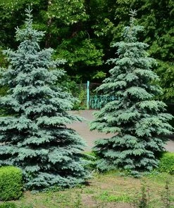Brighter Blooms Blue Wonder Spruce Tree Evergreen & Privacy 5 Brighter Blooms Blue Wonder Spruce Tree Evergreen & Privacy