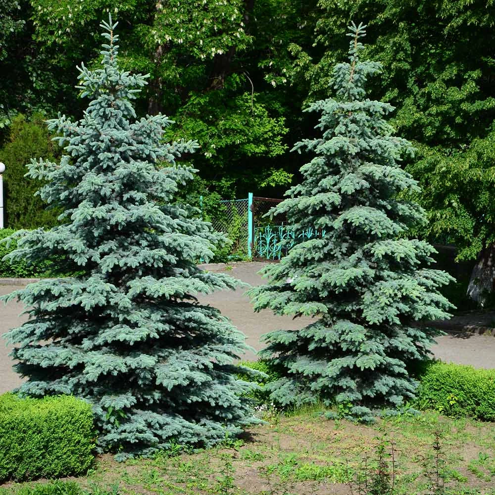 Brighter Blooms Blue Wonder Spruce Tree Evergreen & Privacy 3 Brighter Blooms Blue Wonder Spruce Tree Evergreen & Privacy