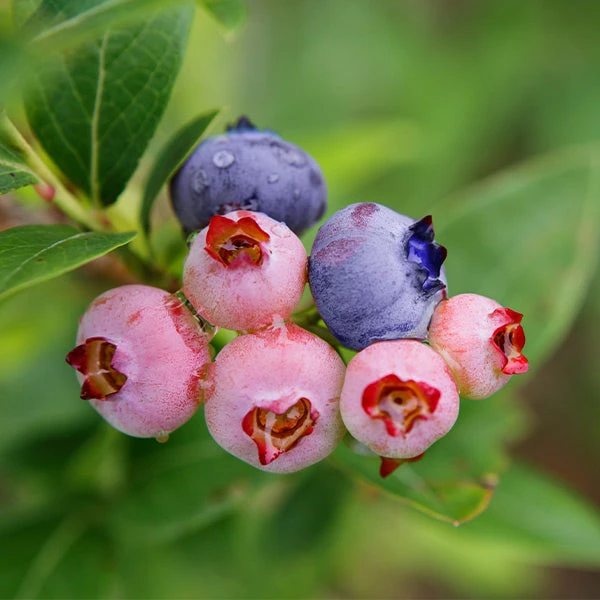 Brighter Blooms 3-in-1 Blueberry Bush Fruit Trees 1 Brighter Blooms 3-in-1 Blueberry Bush Fruit Trees