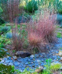 Brighter Blooms Blues Little Bluestem Grass Ornamental Grasses 7 Brighter Blooms Blues Little Bluestem Grass Ornamental Grasses