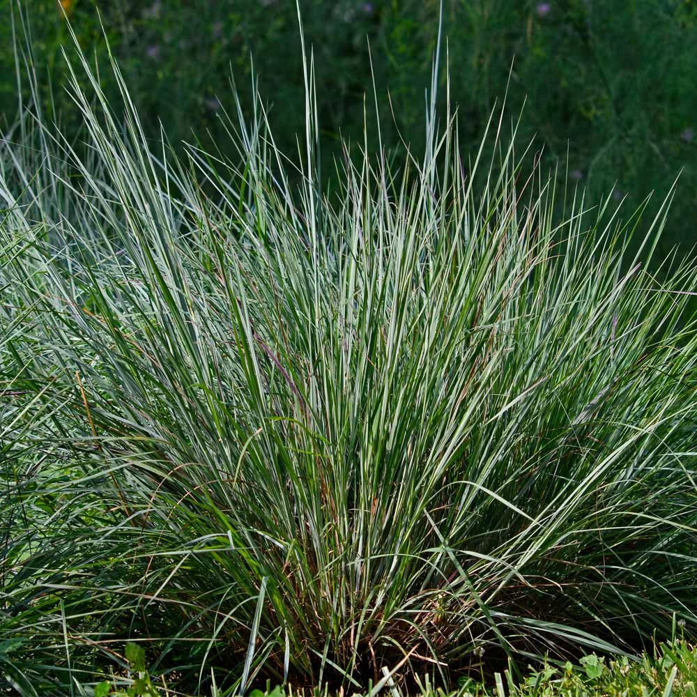 Brighter Blooms Blues Little Bluestem Grass Ornamental Grasses 3 Brighter Blooms Blues Little Bluestem Grass Ornamental Grasses