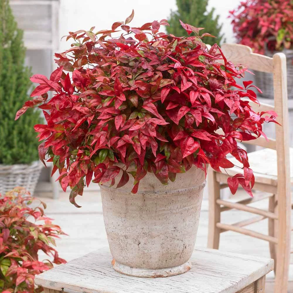 Brighter Blooms Blush Pink™ Nandina Shrub 2 Brighter Blooms Blush Pink™ Nandina Shrub