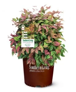 Brighter Blooms Blush Pink™ Nandina Shrub 11 Brighter Blooms Blush Pink™ Nandina Shrub